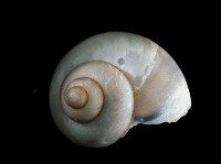 斑青山蝸牛藏品圖，第4張