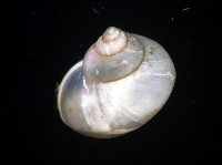 斑青山蝸牛藏品圖，第3張