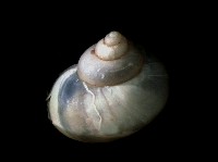斑青山蝸牛藏品圖，第4張