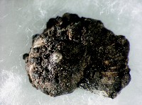 蘭嶼小山蝸牛藏品圖，第4張