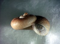 蘭嶼小山蝸牛藏品圖，第1張