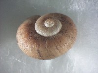 蘭嶼小山蝸牛藏品圖，第2張