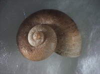 蘭嶼小山蝸牛藏品圖，第3張