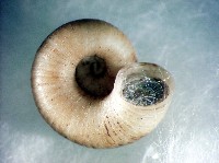 蘭嶼小山蝸牛藏品圖，第4張
