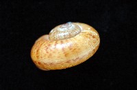 闊唇臺灣山蝸牛藏品圖，第4張
