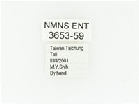 黑斑陷紋金龜藏品圖，第2張
