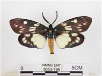 蓬萊茶斑蛾藏品圖，第1張