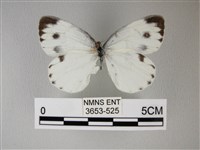 緣點白粉蝶藏品圖，第1張