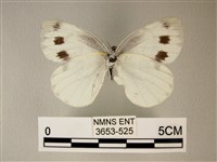 緣點白粉蝶藏品圖，第2張