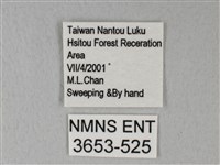 緣點白粉蝶藏品圖，第3張