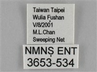 紫俳線蛺蝶藏品圖，第3張