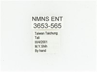 黑斑陷紋金龜藏品圖，第2張