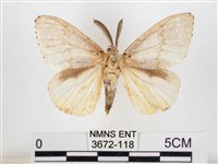 木毒蛾藏品圖，第1張