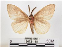 木毒蛾藏品圖，第2張