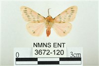 三條橙燈蛾藏品圖，第1張