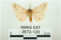 三條橙燈蛾藏品圖，第2張