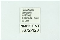 三條橙燈蛾藏品圖，第3張