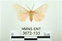 三條橙燈蛾藏品圖，第1張