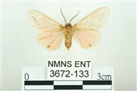 三條橙燈蛾藏品圖，第2張