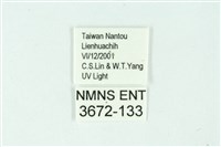 三條橙燈蛾藏品圖，第3張