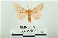 三條橙燈蛾藏品圖，第1張