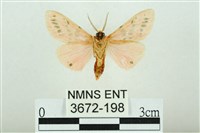 三條橙燈蛾藏品圖，第2張