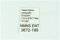 三條橙燈蛾藏品圖，第3張