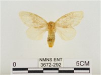 榕透翅毒蛾藏品圖，第1張