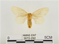 榕透翅毒蛾藏品圖，第2張