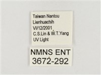 榕透翅毒蛾藏品圖，第3張