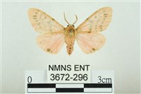 三條橙燈蛾藏品圖，第1張