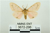 三條橙燈蛾藏品圖，第2張