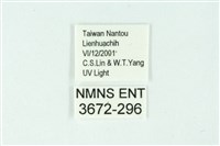 三條橙燈蛾藏品圖，第3張