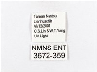 木毒蛾藏品圖，第3張