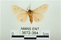 三條橙燈蛾藏品圖，第2張