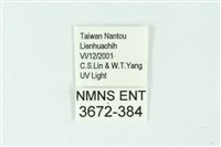 三條橙燈蛾藏品圖，第3張