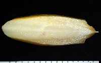 金烏賊藏品圖，第3張