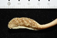 金烏賊藏品圖，第5張