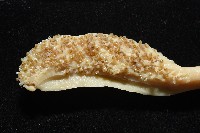 金烏賊藏品圖，第6張