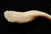 金烏賊藏品圖，第7張