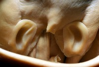 金烏賊藏品圖，第10張