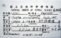 金烏賊藏品圖，第12張