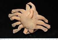 寄居蟹鞘群海葵藏品圖，第1張