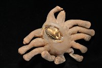 寄居蟹鞘群海葵藏品圖，第5張