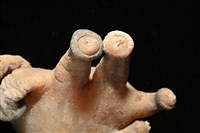 寄居蟹鞘群海葵藏品圖，第9張