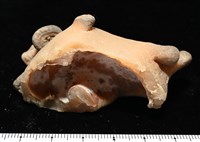 寄居蟹鞘群海葵藏品圖，第11張