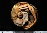 寄居蟹鞘群海葵藏品圖，第13張