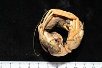 寄居蟹鞘群海葵藏品圖，第14張