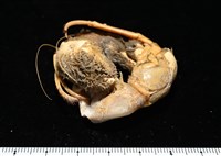 寄居蟹鞘群海葵藏品圖，第15張