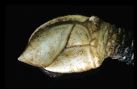 小甲小鎧茗荷藏品圖，第4張